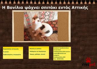 Ράτσα: Γάτα του Αιγαίου | Ηλικία: 8 μηνών | Φύλο: Θηλυκό | Αρ. Microchip: 983232212121212 | Περιοχή: Αττική